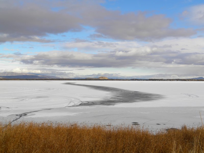 Frozen Wetlands