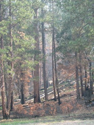 A burned grove, note all of the smoke