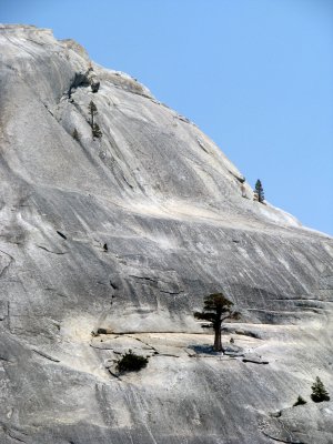 Sturdy tree in a fight for life