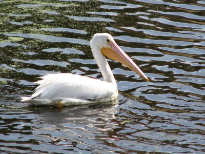 White Pelican out for a swim