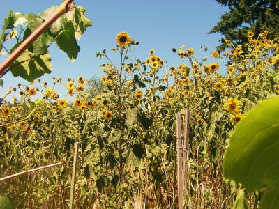 Sunflowers