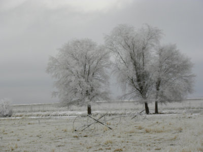 Ice Fog in the Ranchlands