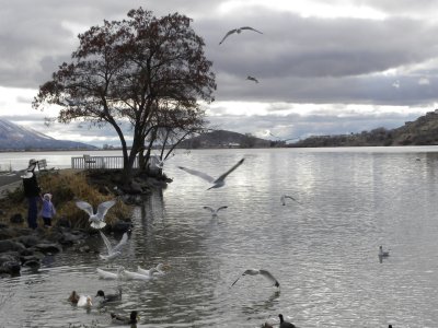 7. Feeding the birds