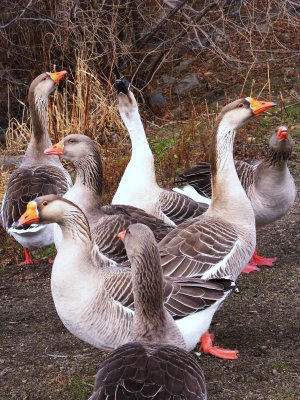 9. Gossiping Geese