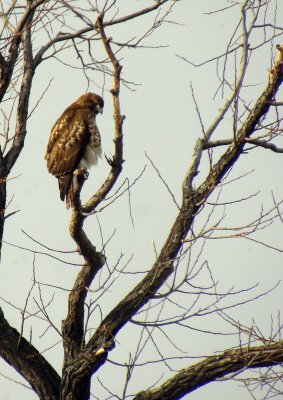 13. Rough Legged Hawk