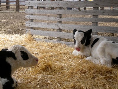 26. Holstein Drop Calves