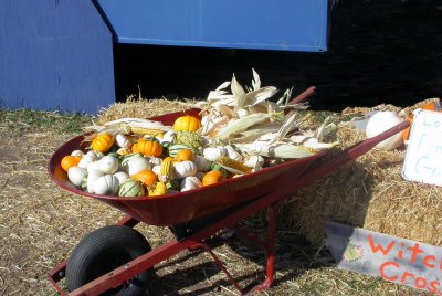 Harvest Bounty