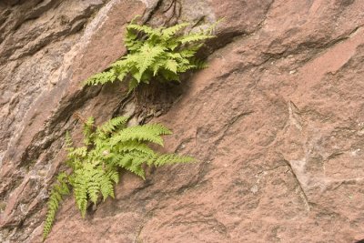 Ferns on a rock in the narrows