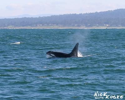 Transient Killer Whale Pod