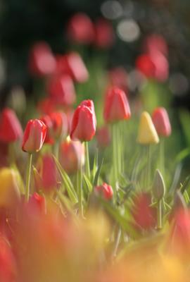 Masses of Tulips.jpg
