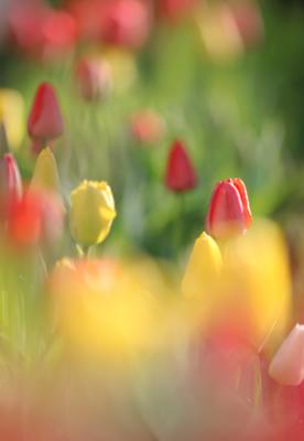 Masses of Tulips II.jpg
