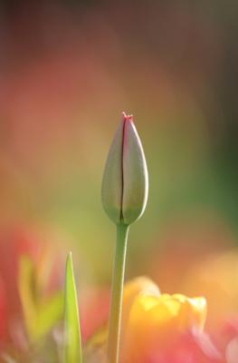 Solo Tulip.jpg