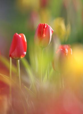 Tulip Abstract.jpg