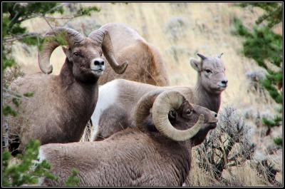 g3/55/29855/3/52990111.1105bighornlust.jpg