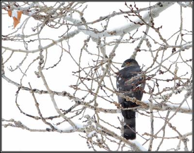 12-05snowhunter.jpg
