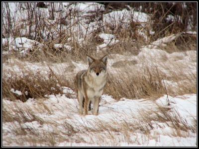 12-05sevenhillscoyote.jpg