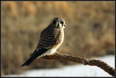 12-05sharpkestrel.jpg