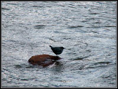 12-05ouzel.jpg