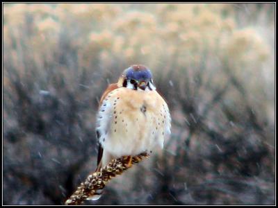 1-06snowstormkestrel.jpg