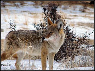 1-06rmnpcoyotemorainepark.jpg