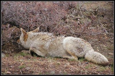 2-06editedrmnpcoyote.jpg
