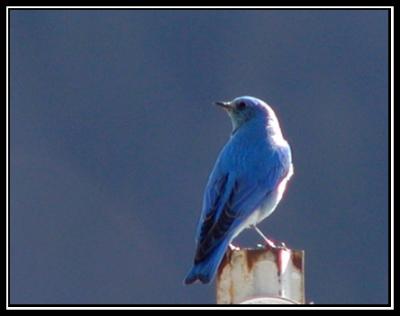 4-06editedbluebird.jpg