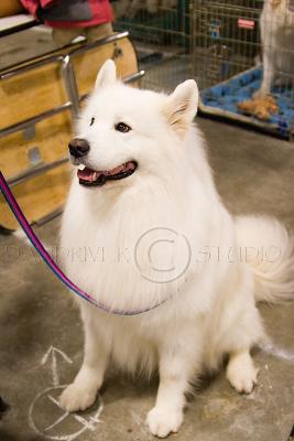 Samoyed-1.jpg