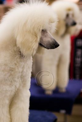 g3/55/301655/3/53484145.Poodles1.jpg