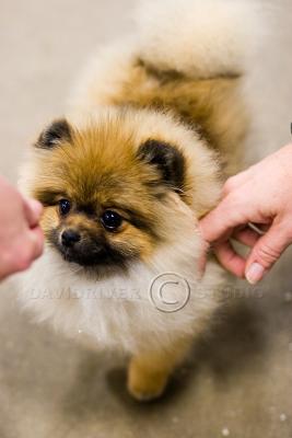 g3/55/301655/3/53569450.Pomeranian2.jpg