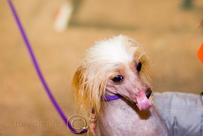 Chinese Crested Hairless-1.jpg
