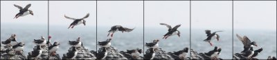 Atlantic Puffins