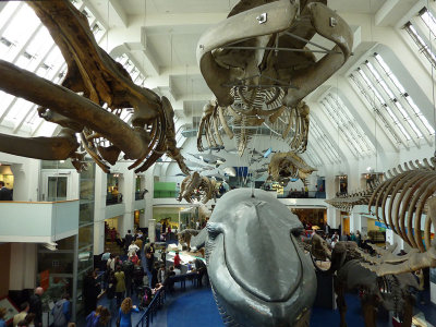 Whale Room - Natural History Museum