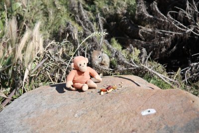 Monkey & Ground Squirrel, Cambria