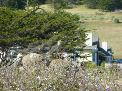 Moonstone Beach, Cambria