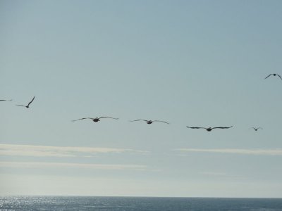 Pelicans, Moonstone Beach, Cambria