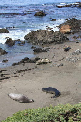 Elephant Seals, Piedras Blancas