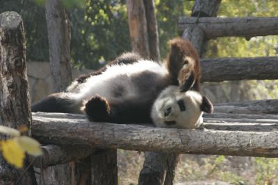 Beijing Zoo - Panda