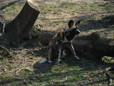 IMG_4436.jpg