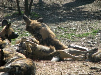 Painted Dogs