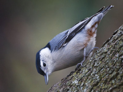 White-breasted Nuthatch