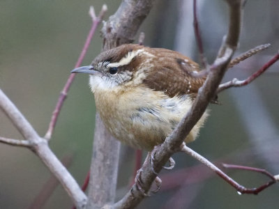 Song Sparrow