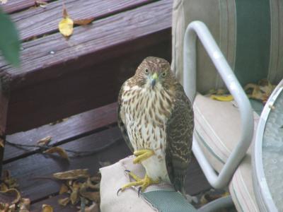 Broad-winged Hawk