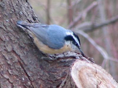 Red-breasted Nuthatch