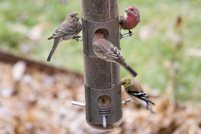 House and Goldfinches