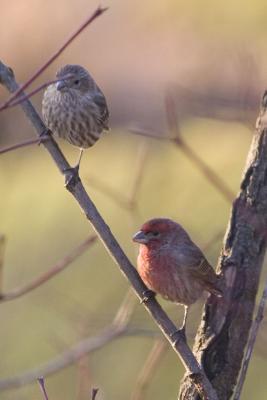 House Finches