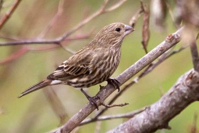 House Finch (female)