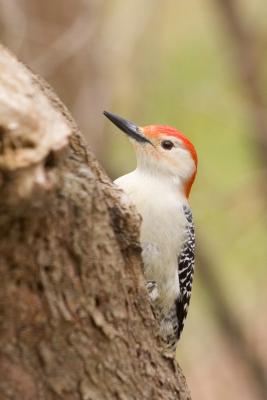 Red-bellied Woodpecker