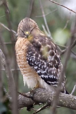 Broad-winged Hawk