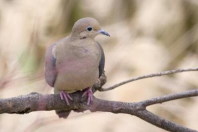 Mourning Dove