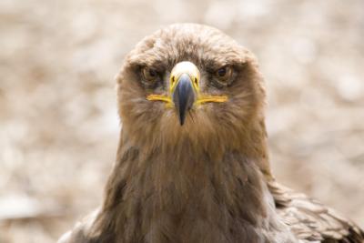 Tawny Eagle